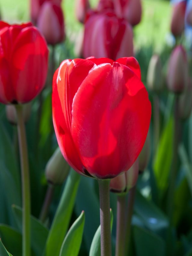 Tulpe 'Apeldoorn' - 20 Stück