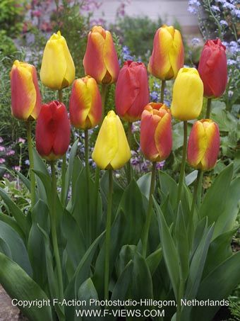 Tulpe 'Apeldoorn Mischung' - 10 Stück