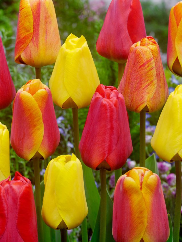 Tulpen Apeldoorn mischung