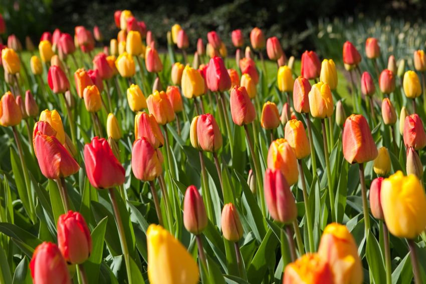 Tulpe 'Apeldoorn Mischung' - 10 Stück