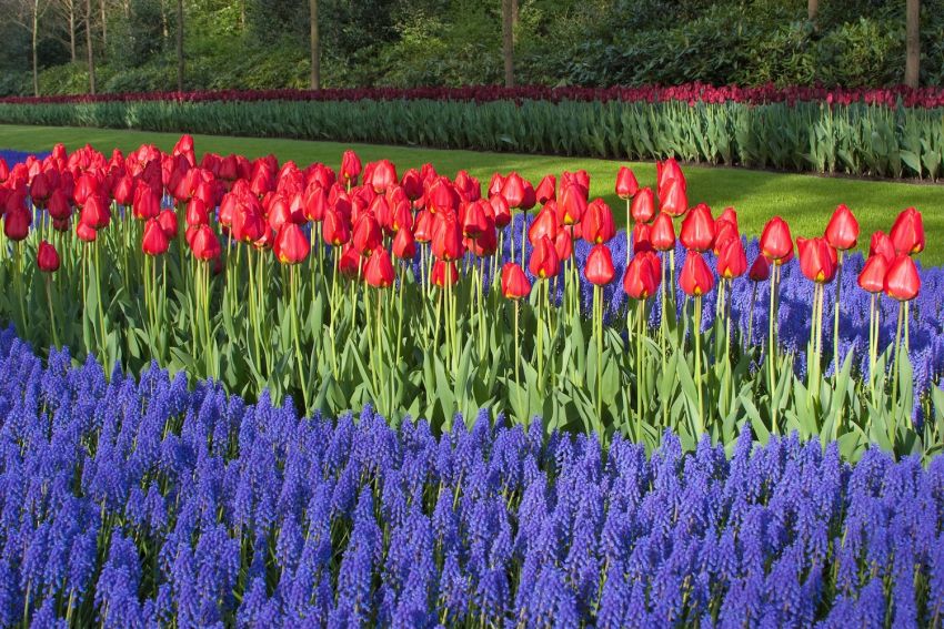Tulpe 'Apeldoorn' - 20 Stück