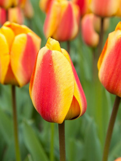 Tulpe 'Apeldoorn's Elite' - 25 Stück