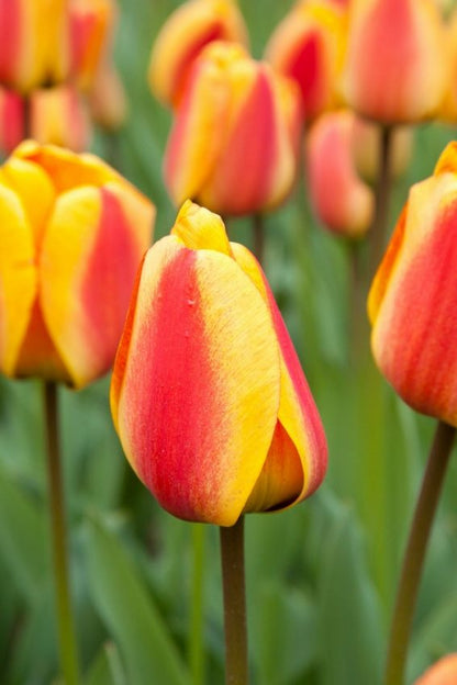 Tulpe 'Apeldoorn's Elite' - 25 Stück