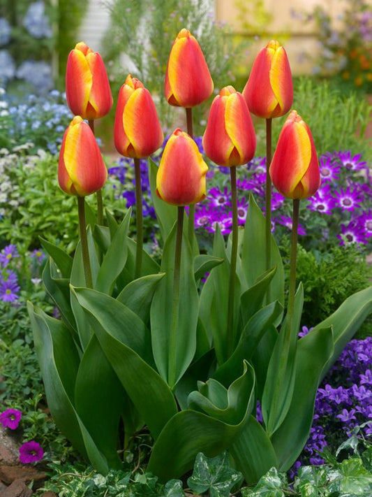 Tulpen Apeldoorn's elite