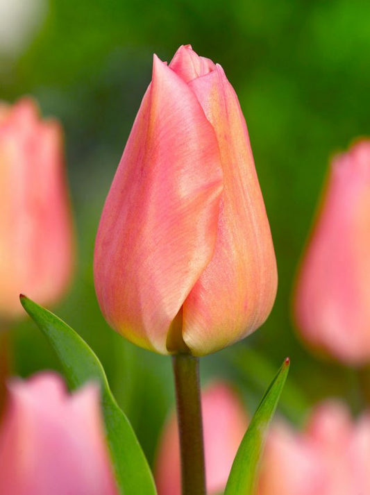 Tulpen Apricot beauty