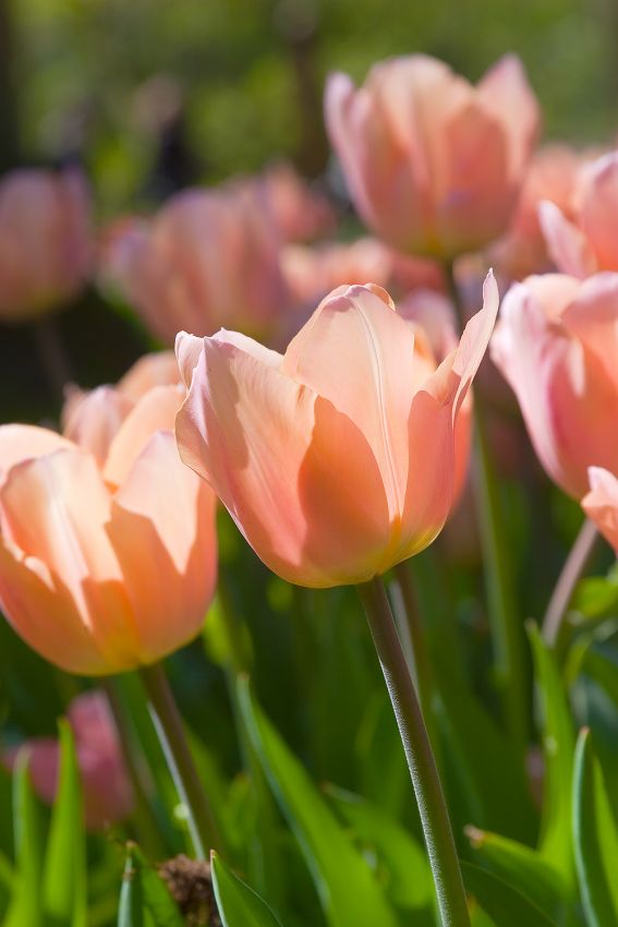 Tulpe 'Apricot Beauty' - 10 Stück