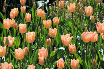 Tulpe 'Apricot Beauty' - 10 Stück