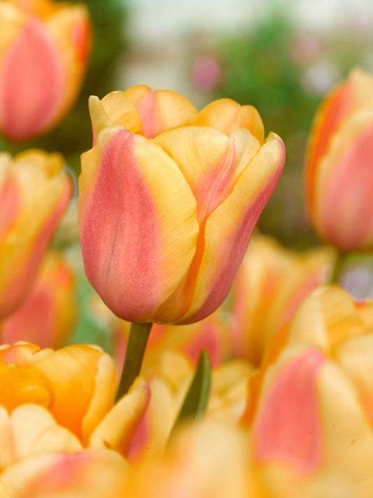 Tulpen Apricot foxx