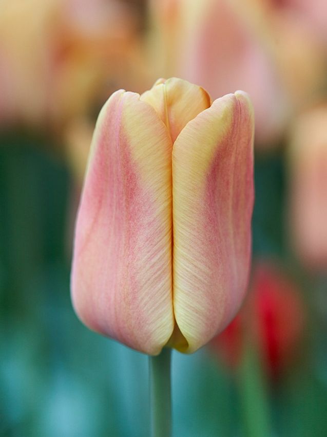Tulpe 'Apricot Foxx' - 25 Stück