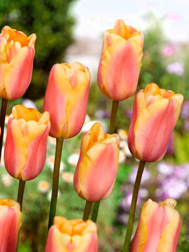 Tulpe 'Apricot Foxx' - 25 Stück