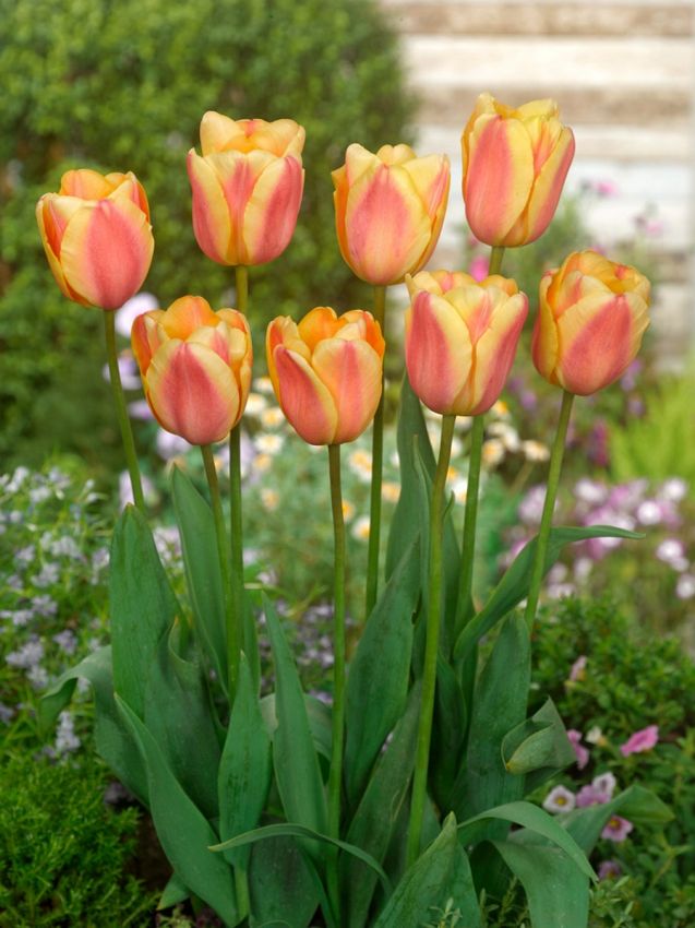 Tulpe 'Apricot Foxx' - 25 Stück