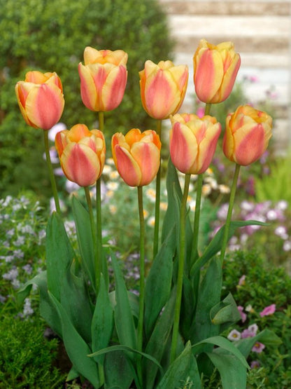 Tulpe 'Apricot Foxx' - 25 Stück