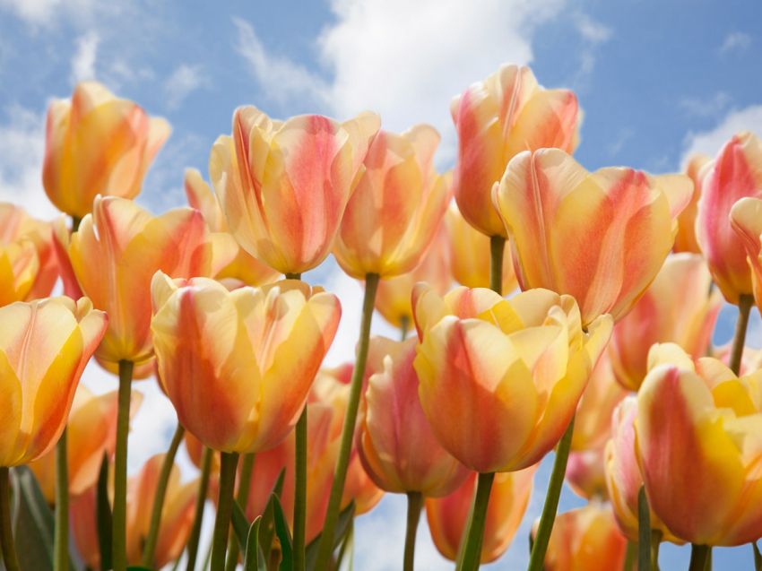 Tulpe 'Apricot Foxx' - 25 Stück