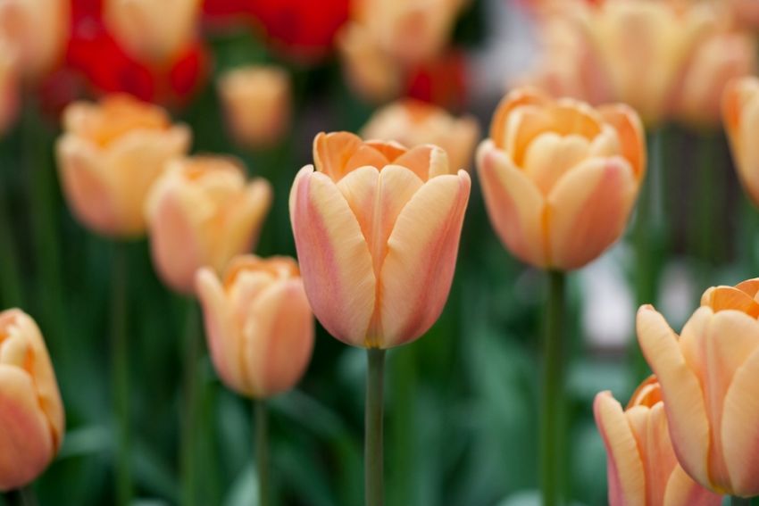 Tulpe 'Apricot Foxx' - 25 Stück