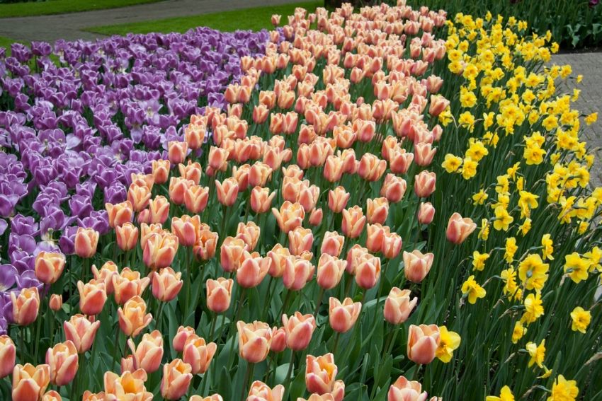 Tulpe 'Apricot Foxx' - 25 Stück
