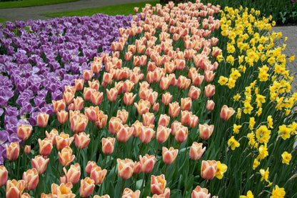 Tulpe 'Apricot Foxx' - 25 Stück