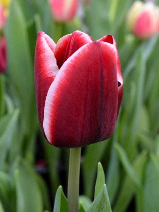 Tulpen Armani