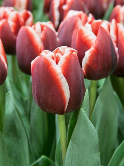 Tulpe 'Armani' - 25 Stück