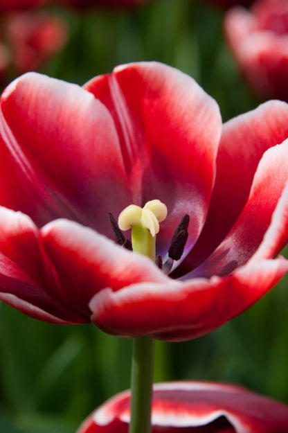 Tulpe 'Armani' - 25 Stück