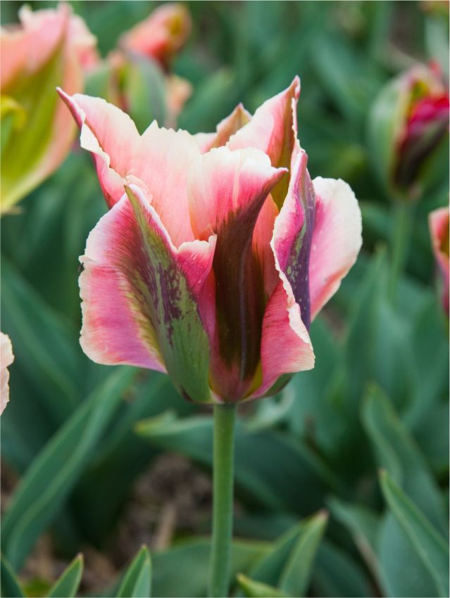 Tulpen Artist