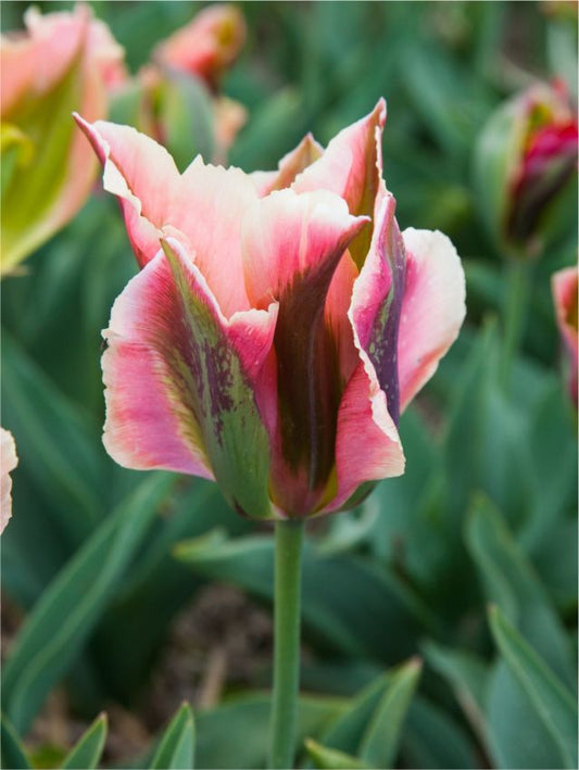 Tulpen Artist