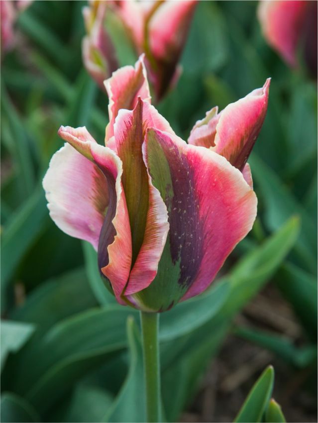 Tulpe 'Artist' - 25 Stück