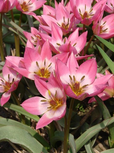 Tulpen Aucheriana