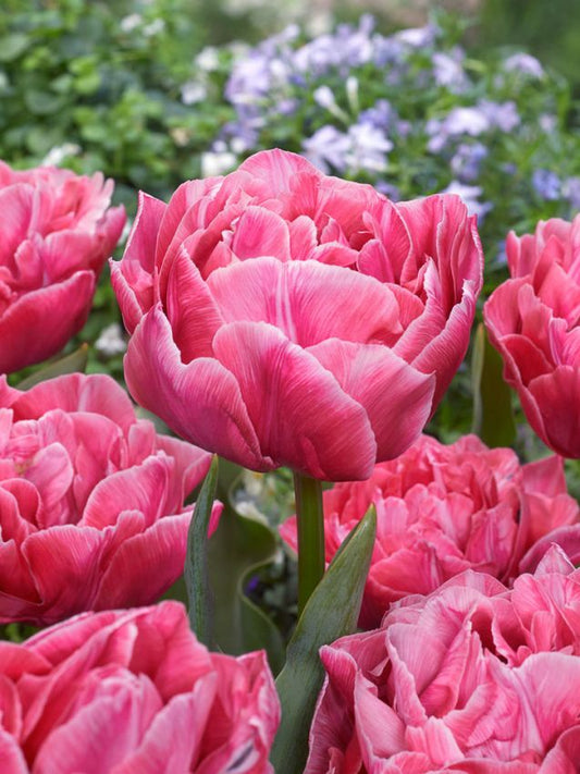 Tulpen Aveyron