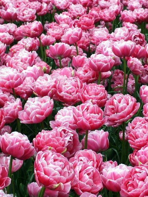 Tulpe 'Aveyron' - 20 Stück