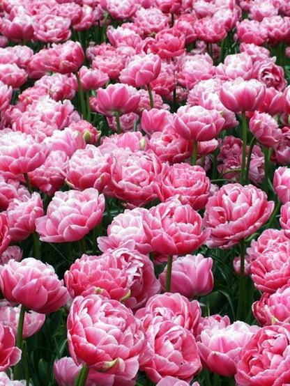 Tulpe 'Aveyron' - 20 Stück