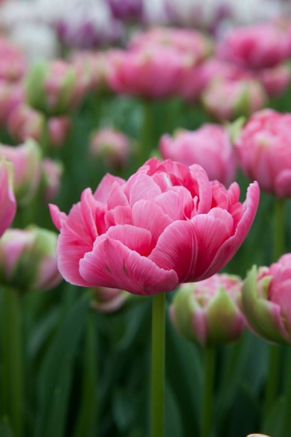Tulpe 'Aveyron' - 20 Stück