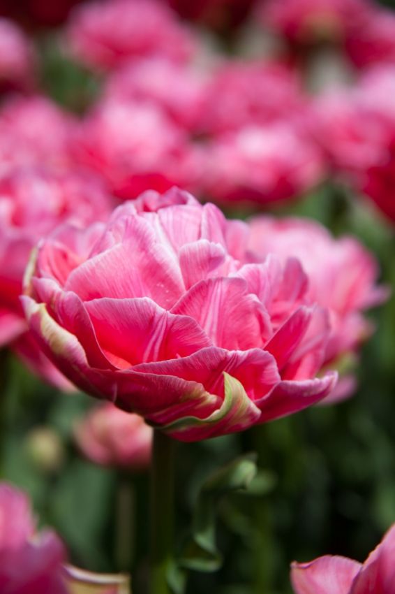 Tulpe 'Aveyron' - 20 Stück