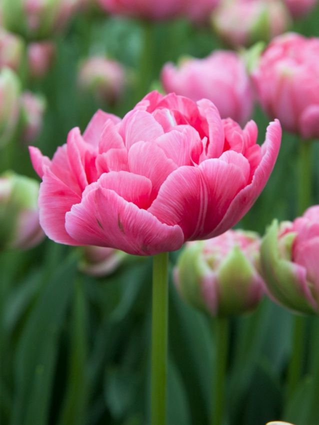 Tulpe 'Aveyron' - 20 Stück