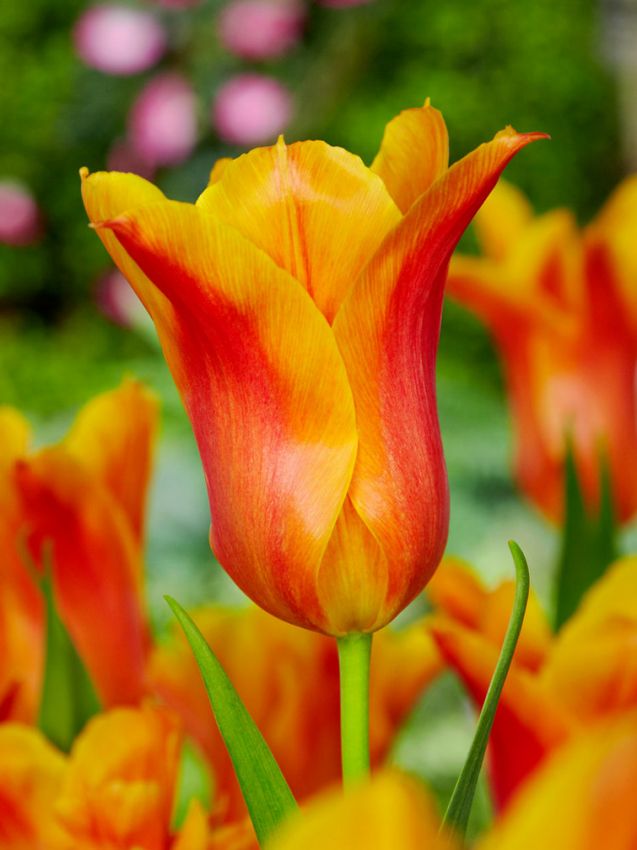 Tulipa 'Ballerina' - Tulpe