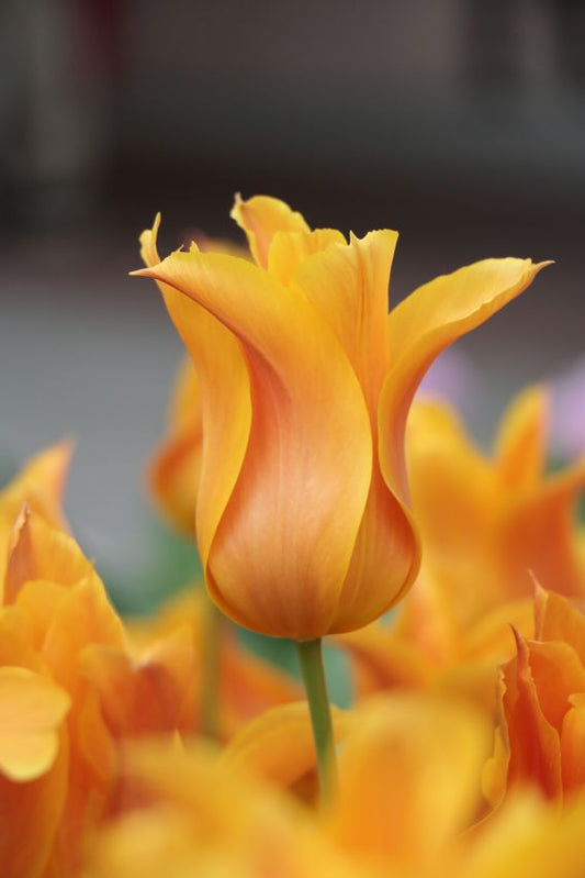 Tulpen Ballerina
