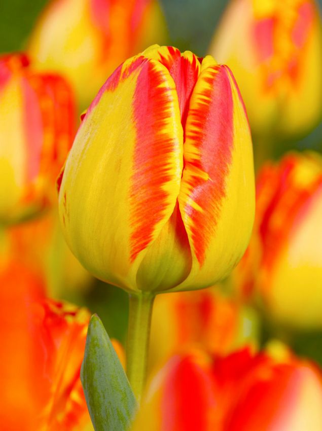 Tulpen Banja luka