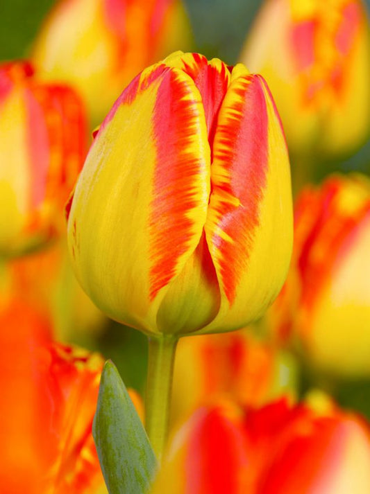 Tulpen Banja luka