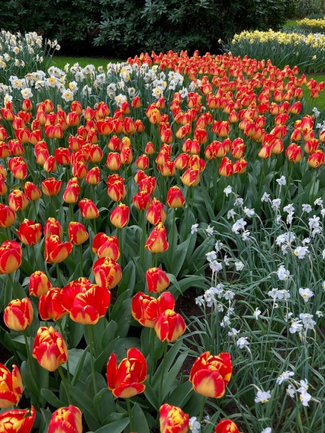 Tulipa 'Banja Luka' - Tulpe