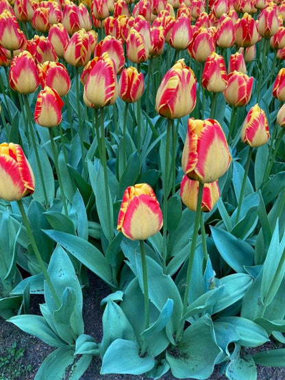 Tulipa 'Banja Luka' - Tulpe