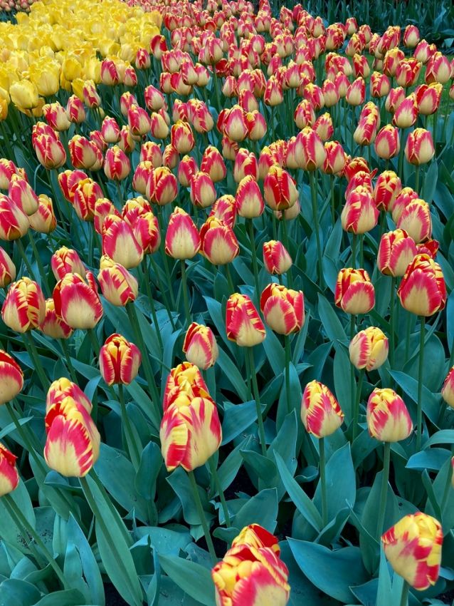 Tulipa 'Banja Luka' - Tulpe