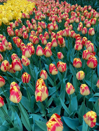 Tulipa 'Banja Luka' - Tulpe
