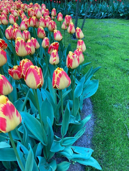 Tulipa 'Banja Luka' - Tulpe