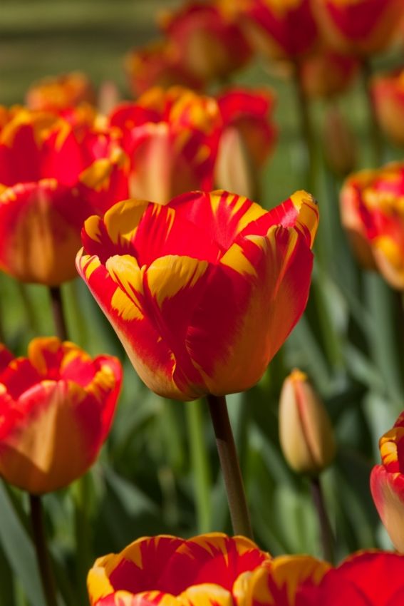 Tulipa 'Banja Luka' - Tulpe
