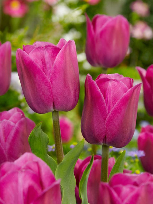 Tulpen Barcelona