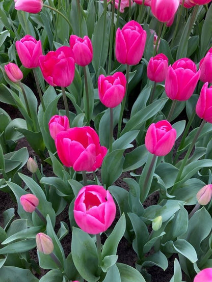 Tulipa 'Barcelona' - Tulpe