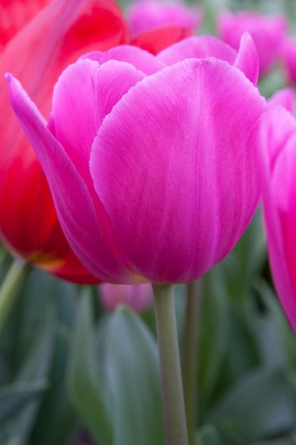 Tulipa 'Barcelona' - Tulpe