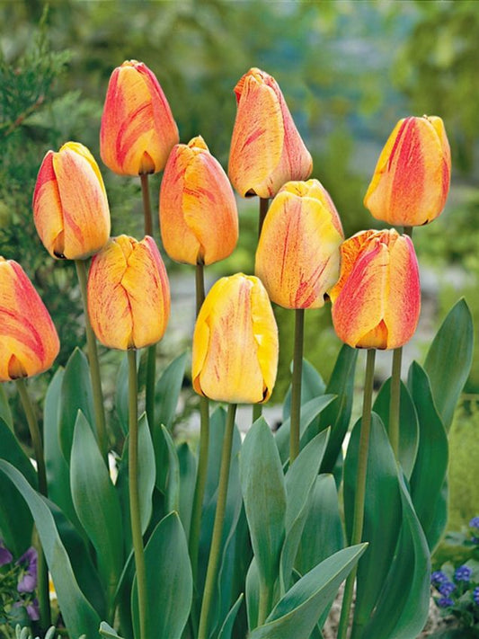 Tulpen Beauty of apeldoorn