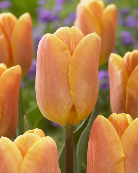 Tulpen Bellville