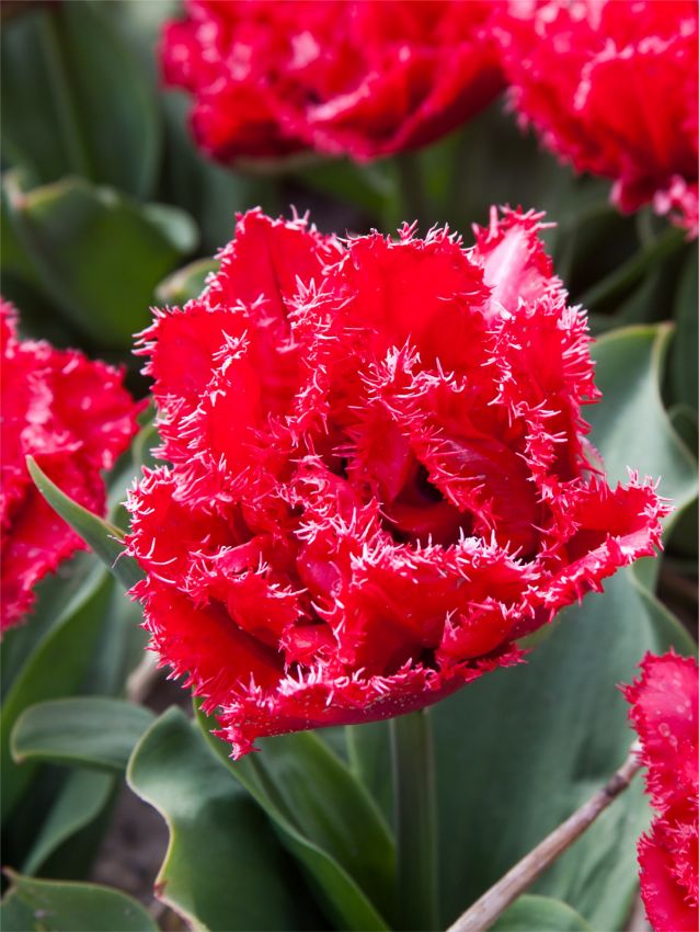 Tulpen Bendigo