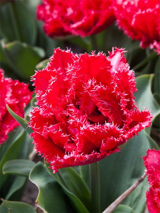 Tulpen Bendigo